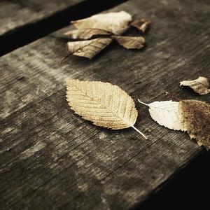 一级A片四川少妇大白奶
